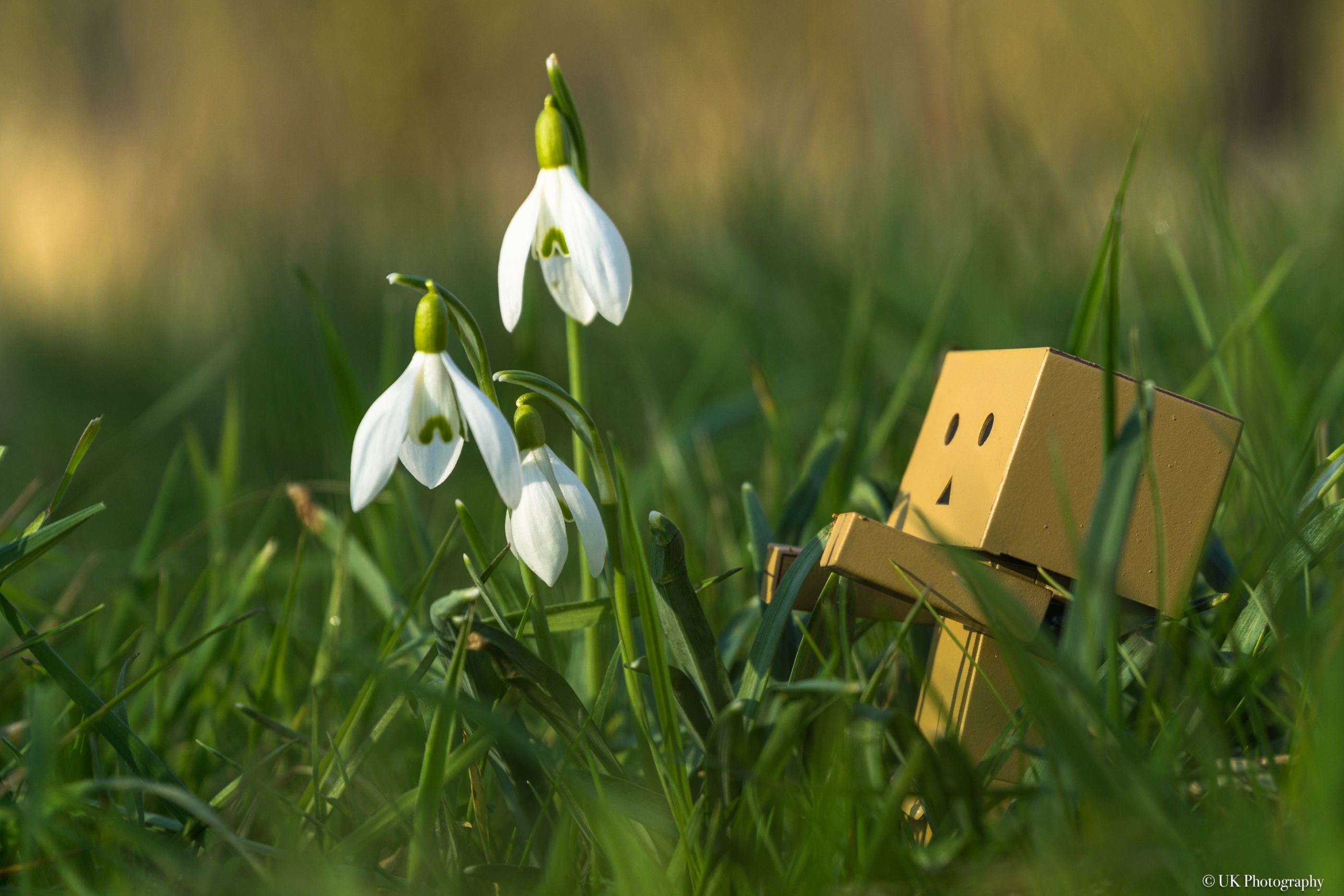 Danbo entdeckt den Frühling